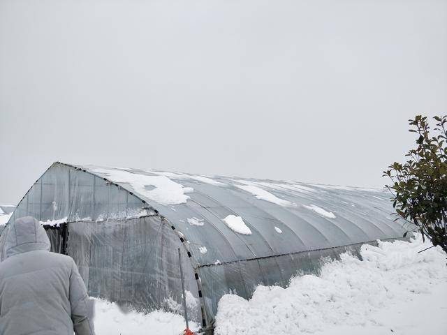 雪夜惊魂，两人除雪中遭遇大棚崩塌的惊险瞬间