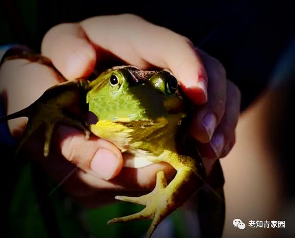 揭秘插一铁丝免费看电视，真相、风险与法律探讨