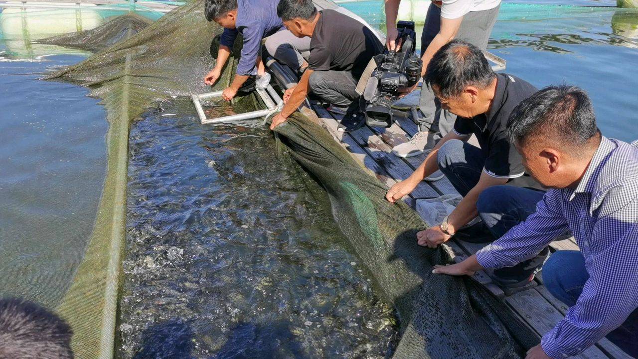 致富经，水产养殖风险重重，警惕变异危机勿悔迟