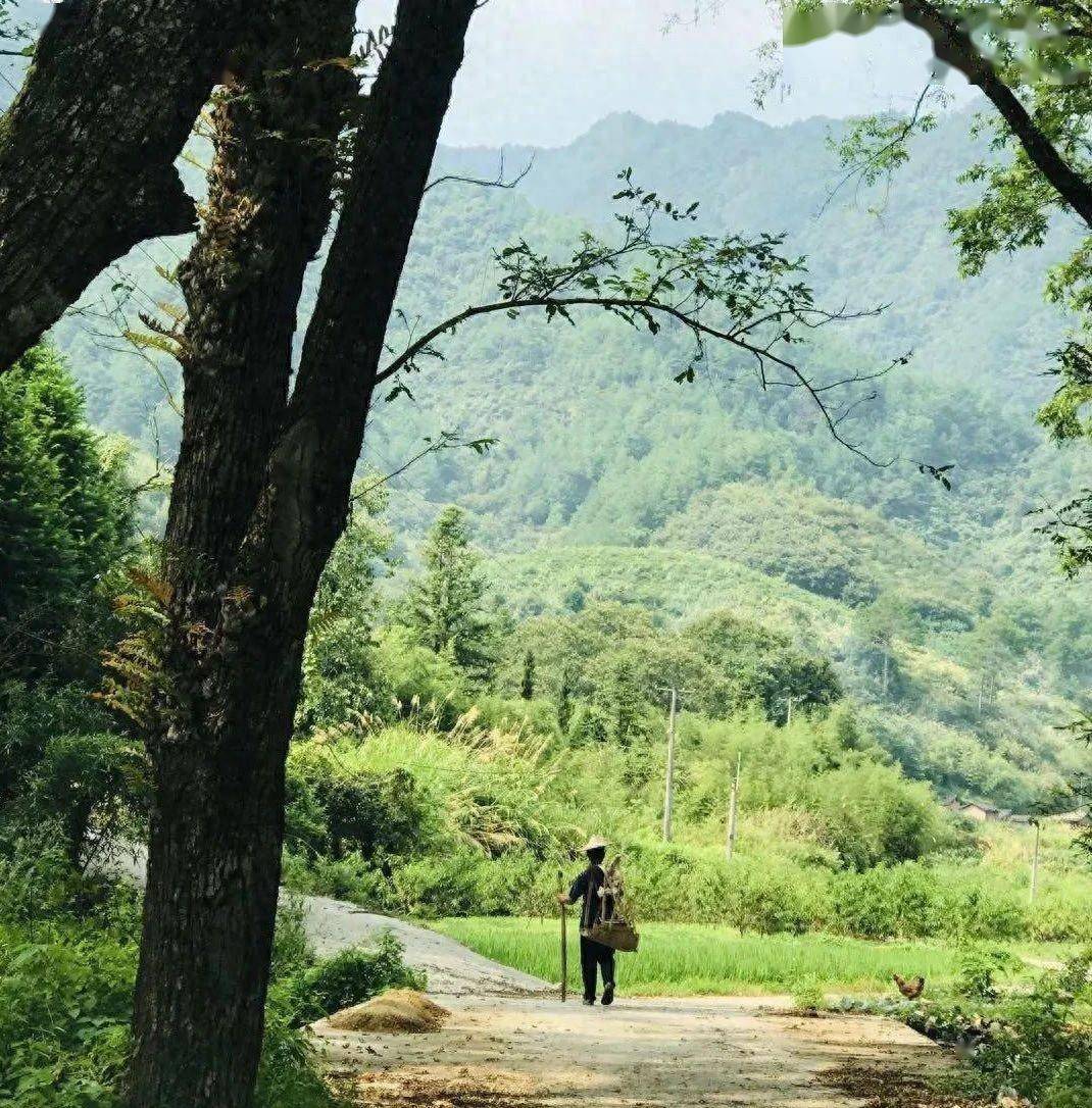 大山深处的牵挂，那声未接的电话，藏着多少无法言说的泪与痛？