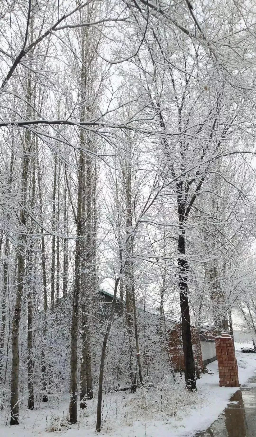 惊喜还是担忧？北京门头沟突降大雪，背后的真相竟如此惊人！